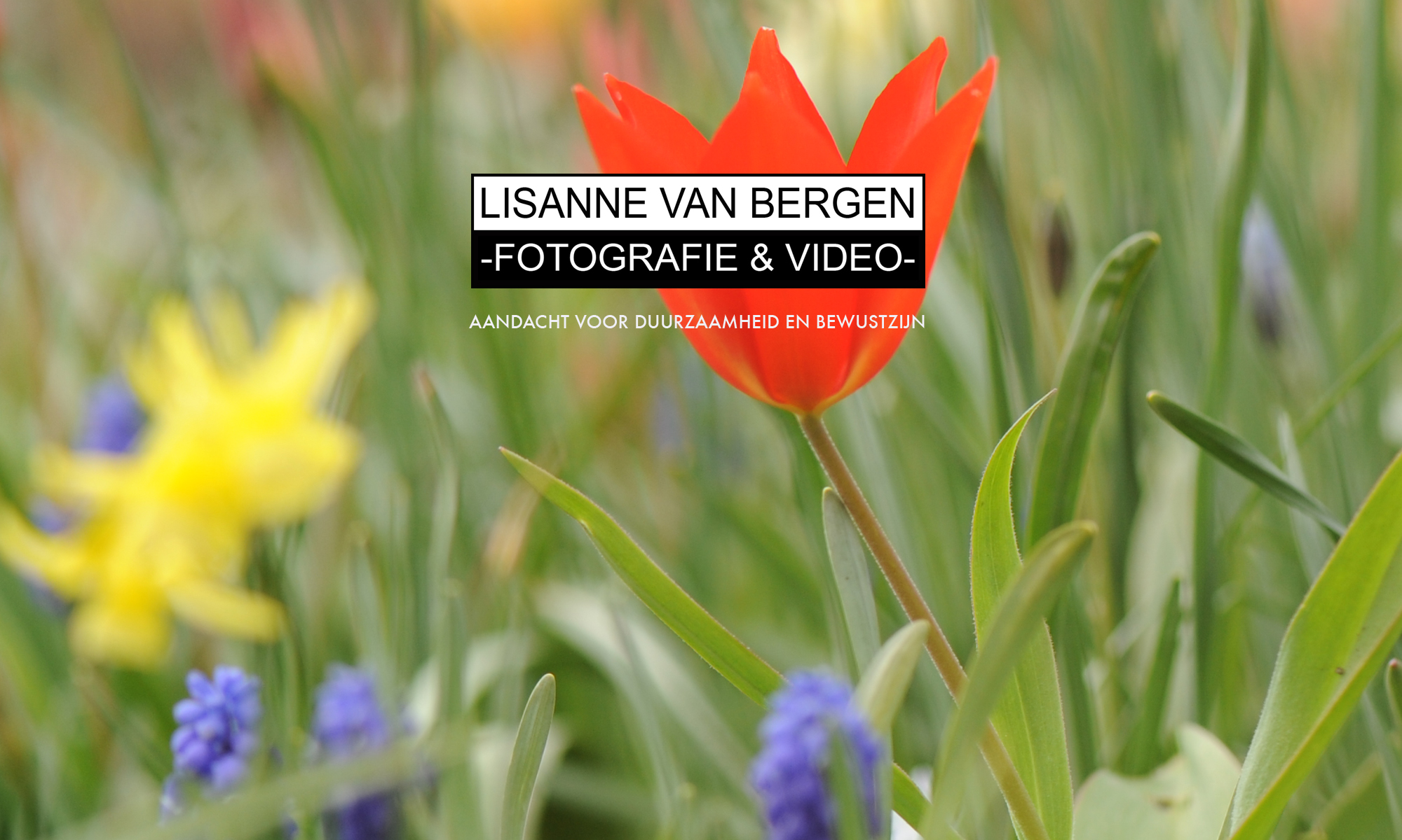 Lisanne van Bergen